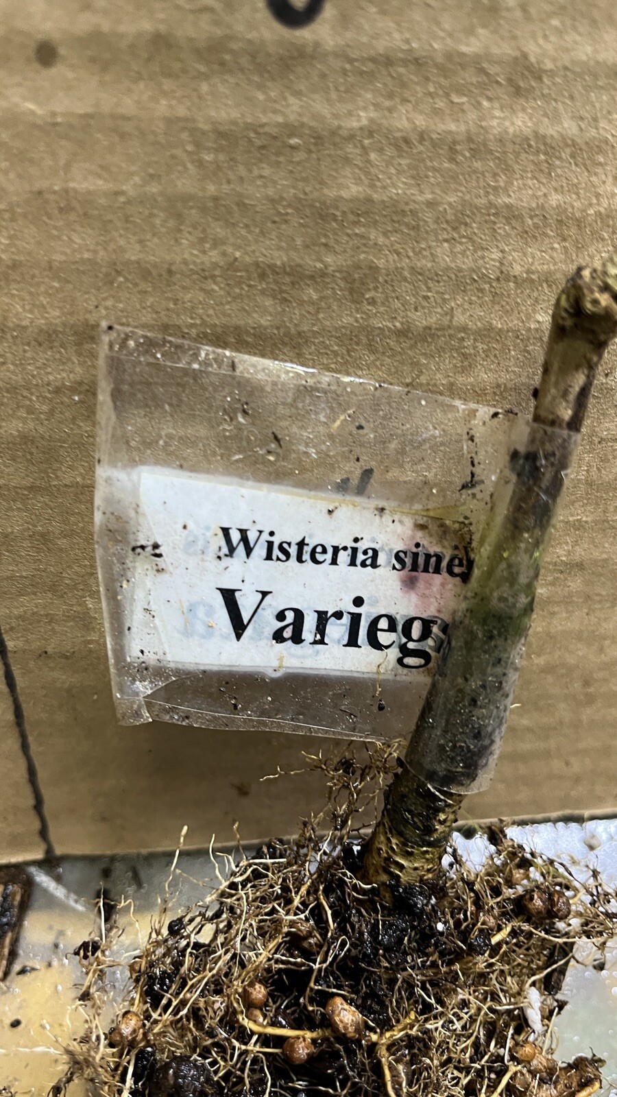 2 year old Wisteria sinensis Variegata 12-18 inches tall, grafted plant