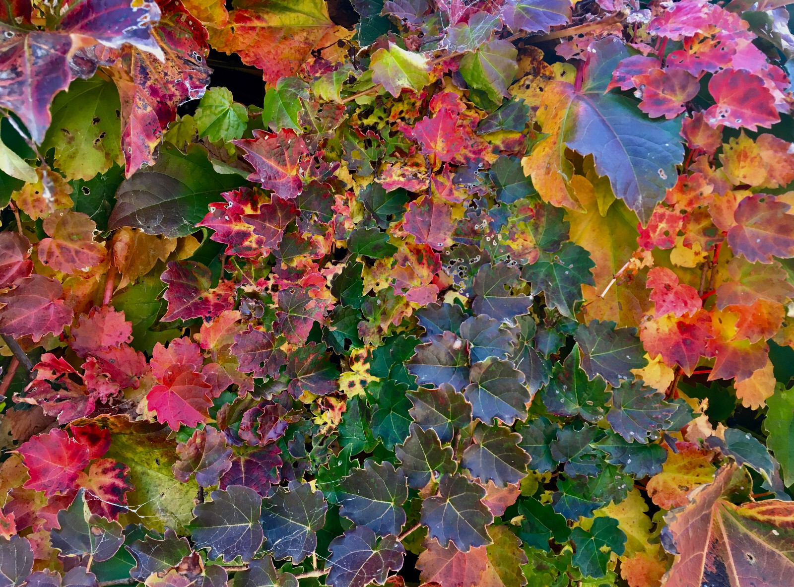 Classic Boston Ivy (Parthenocissus tricuspidata), 30 seeds – free shipping
