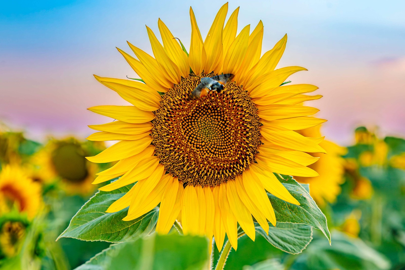 50 HOPI COMMON SUNFLOWER Helianthus Annuus Flower Seeds