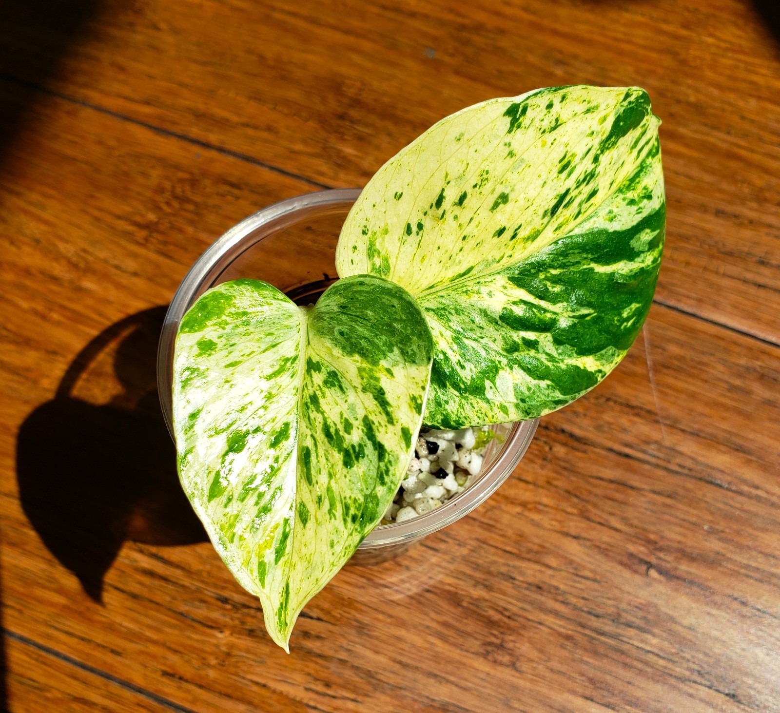RARE Rooted GRACE Teruno Pothos Series Epipremnum Aureum Top Cut Hi-Variegation