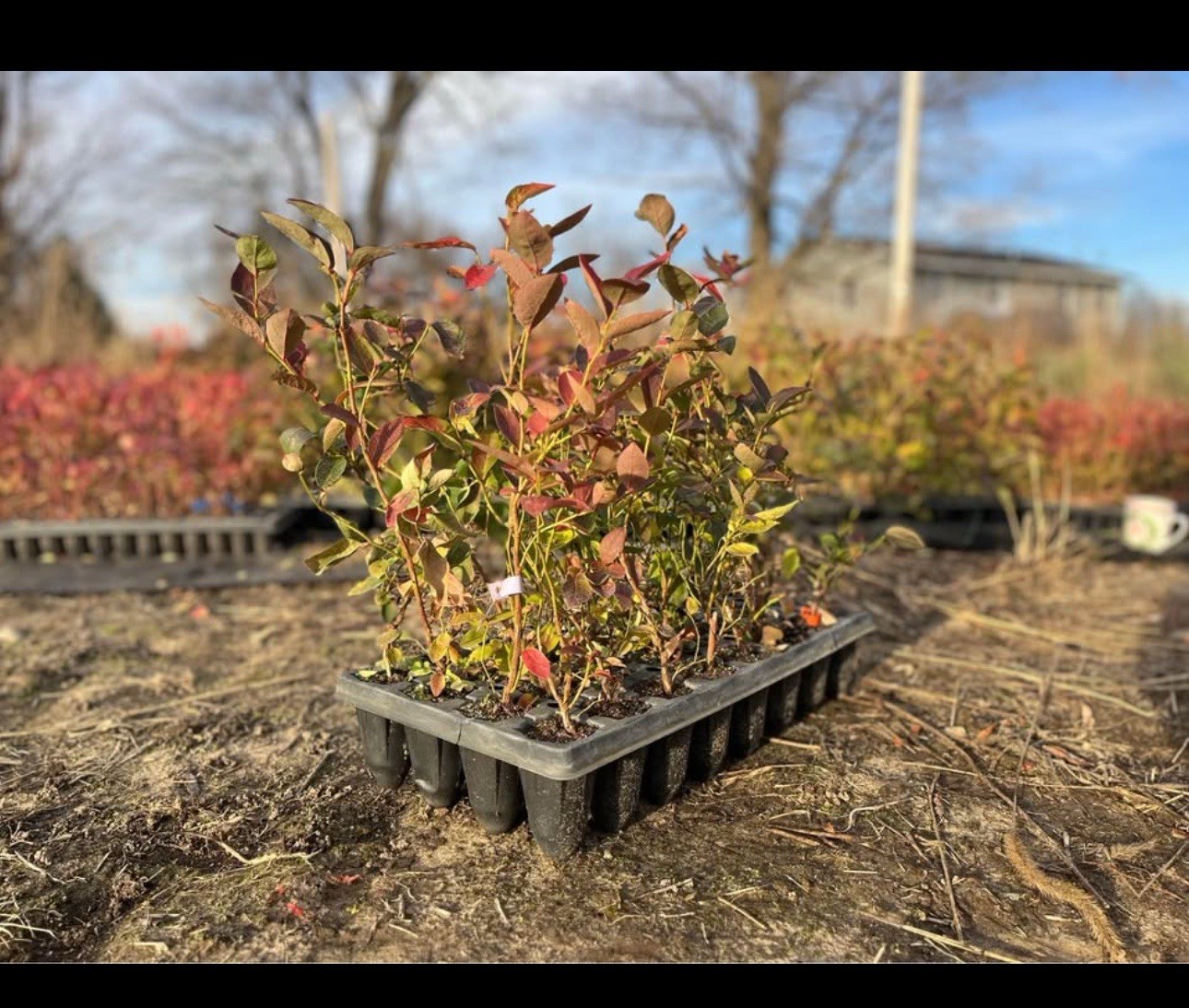 Blueberry Plants Rooted Cuttings – QTY: 10