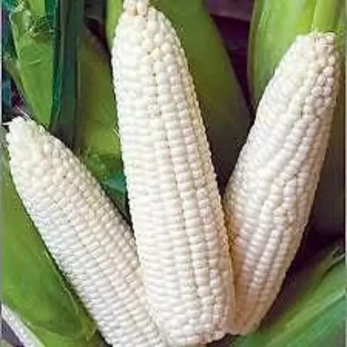 500+ Truckers Favorite White Corn – Non GMO – Heirloom – Organic – FRESH