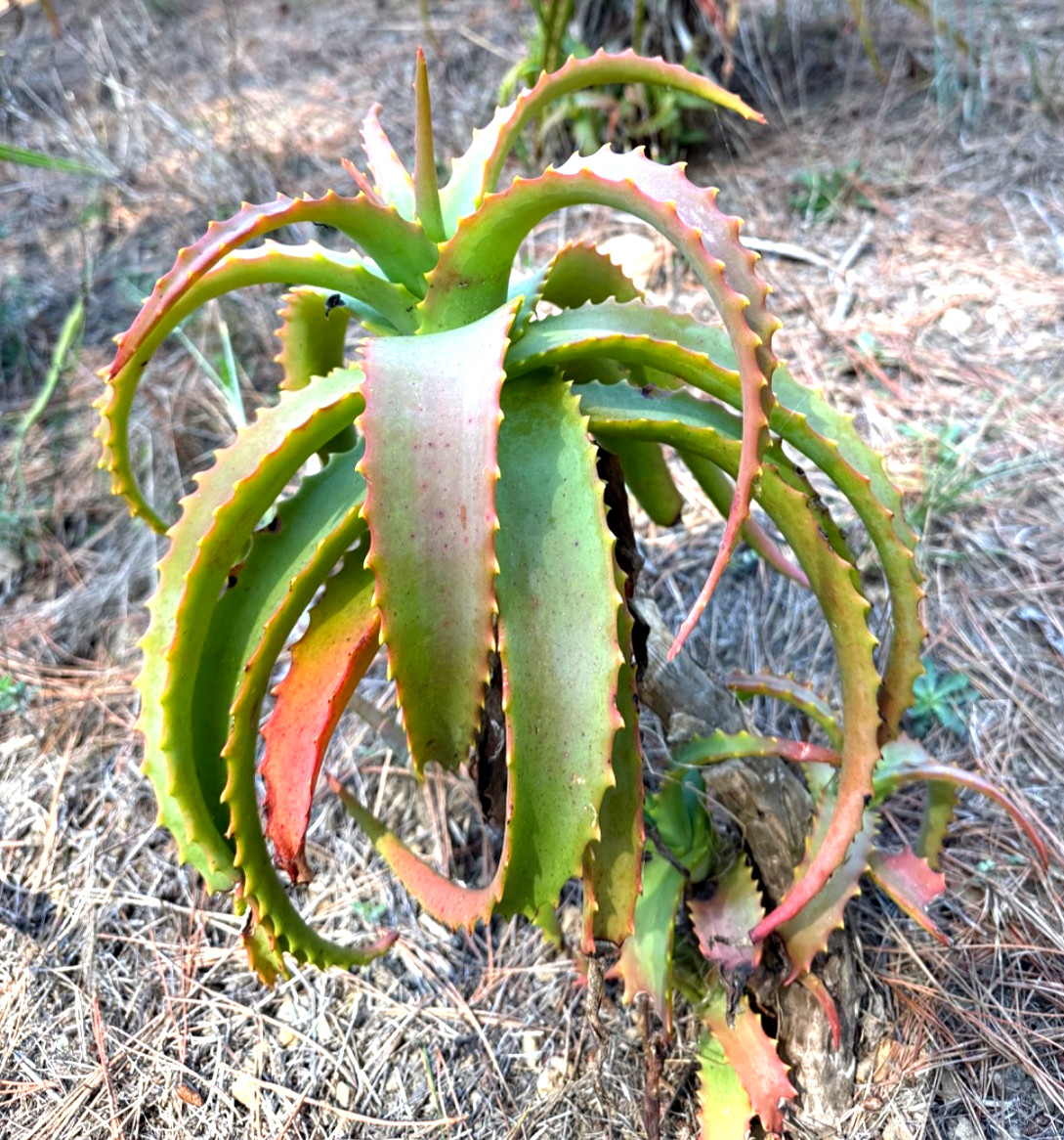 Aloe arborescens, (Torch Aloe), Medicinal, Edible, Now Blooming, Full-size