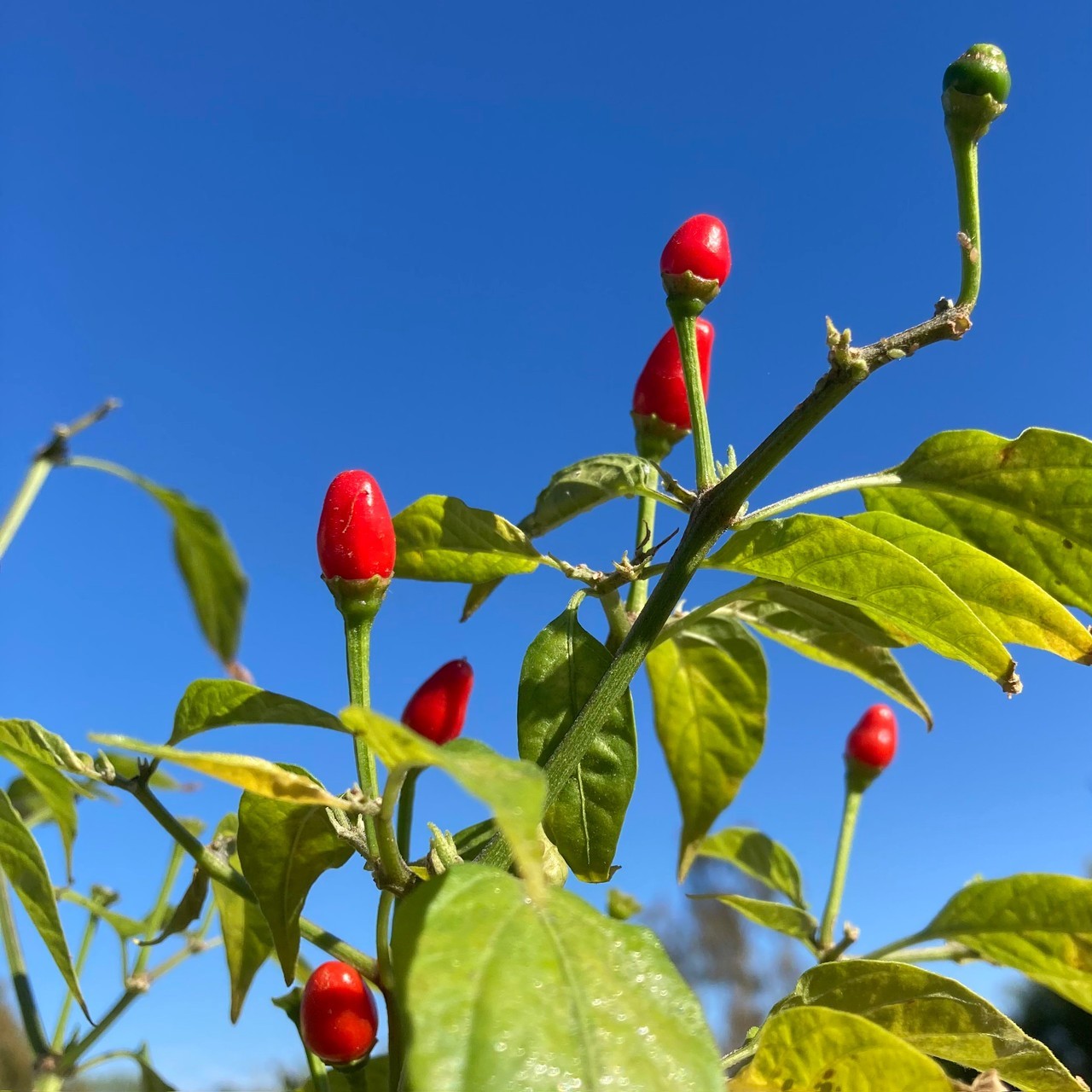 🌱NEW! Mexican Heirloom Chili Pequin Hot Pepper 20+ Seeds