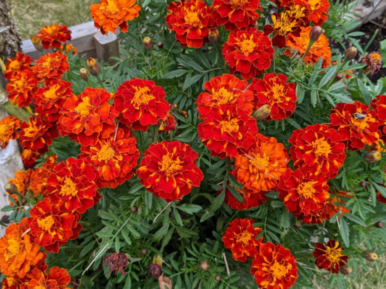 Red Cherry French Marigold Seeds | Dwarf Tagetes Flower Seed 2024 Fast Shipping