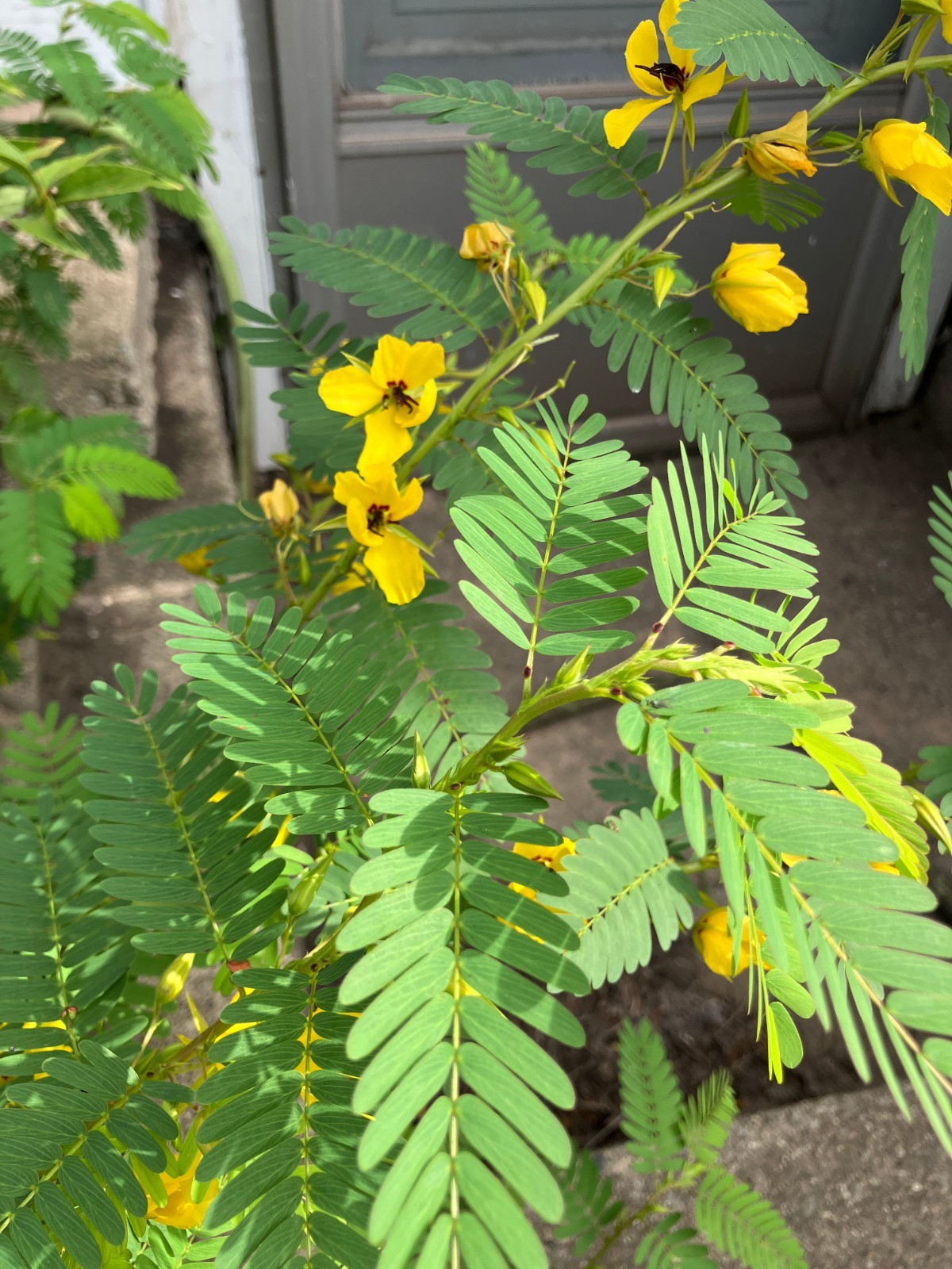 Partridge Pea – Chamaecrista fasciculata +50 seeds, Grown in IN, Native Plant