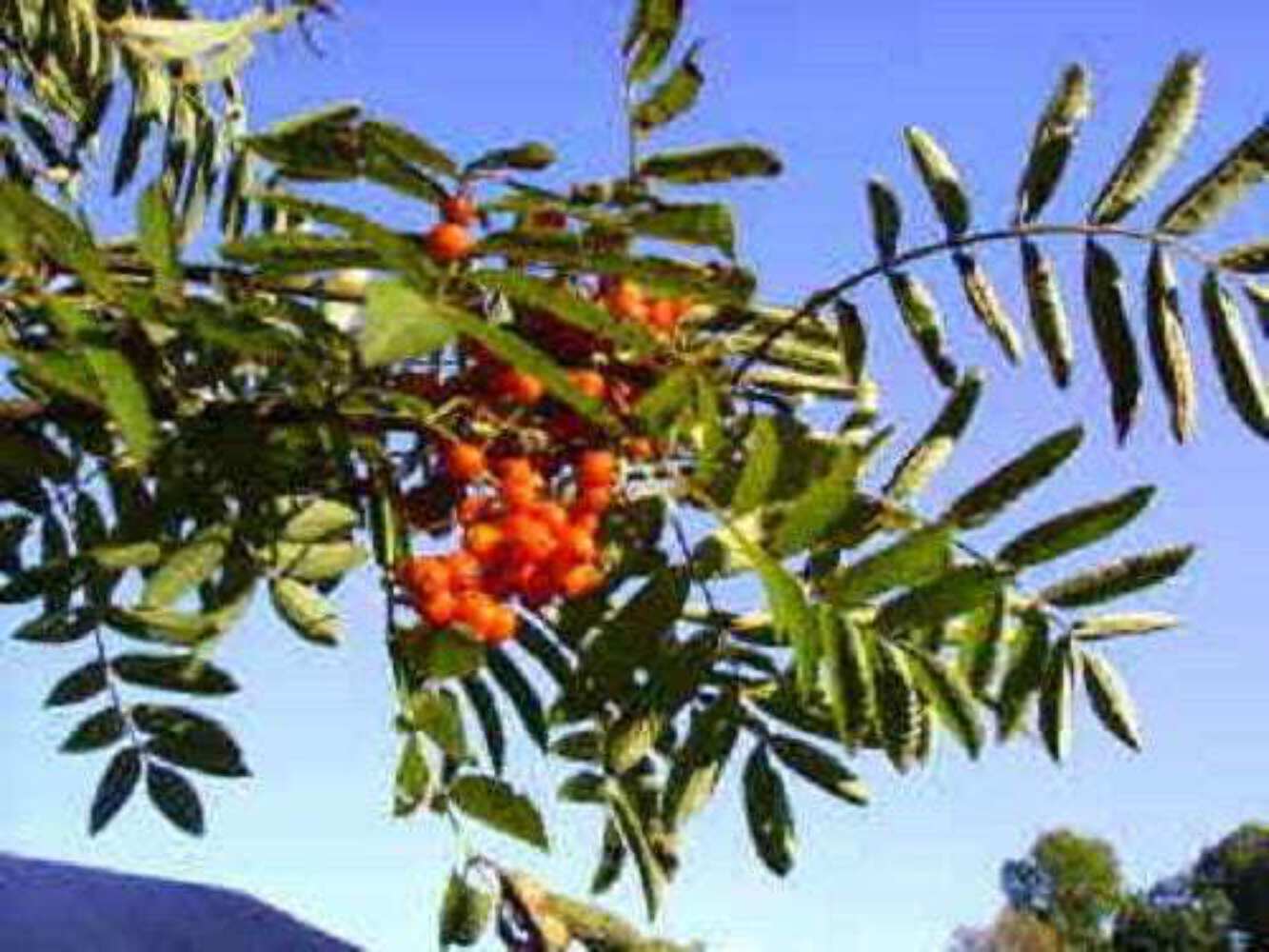 20 ASH TREE Mountain / Amur / Rowan – Sorbus Aucuparia Seeds