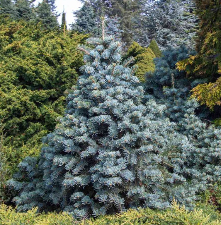 5 Apache White Fir Bare Root Trees – 12-18″ Tall – 2 Year Old – Zones 4-8