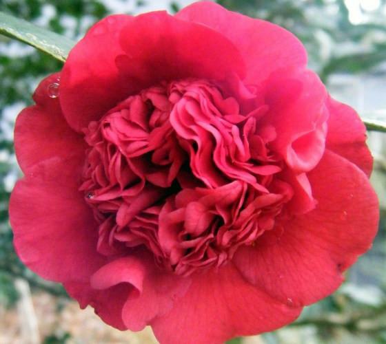 ( 1 ) – Professor Sargent Red Camellia Japonica – Starter Plant (LG) ( 1 plant )
