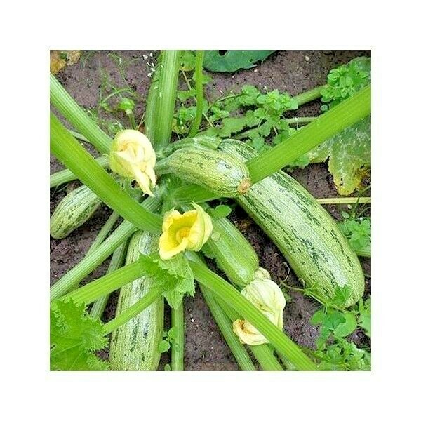 36+COCOZELLE ZUCCHINI Seeds Organic Heirloom Summer Vegetable Garden Container