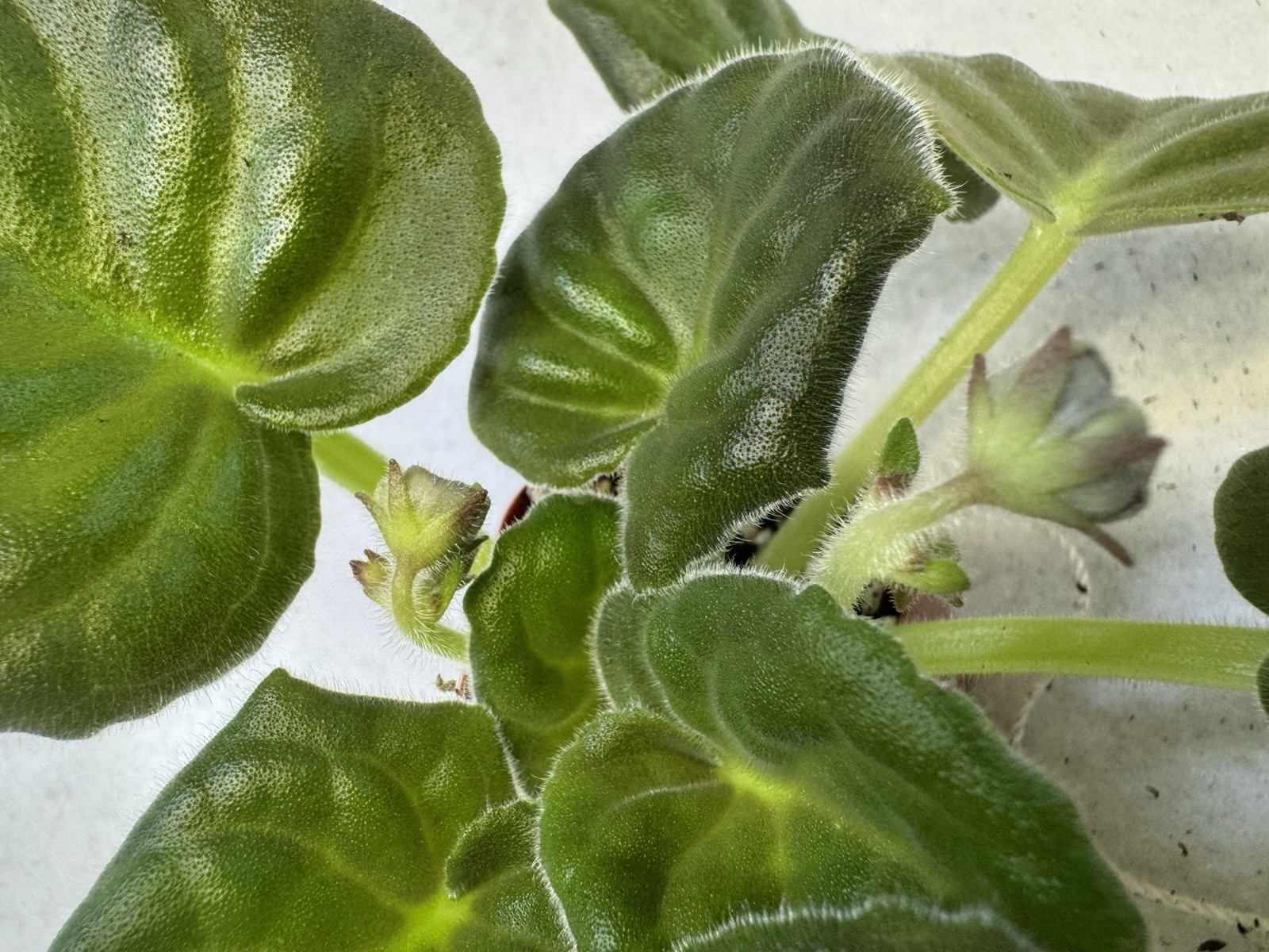 African Violet Plant RS Kholodnaya Siren’/ Cold Lilac Starter