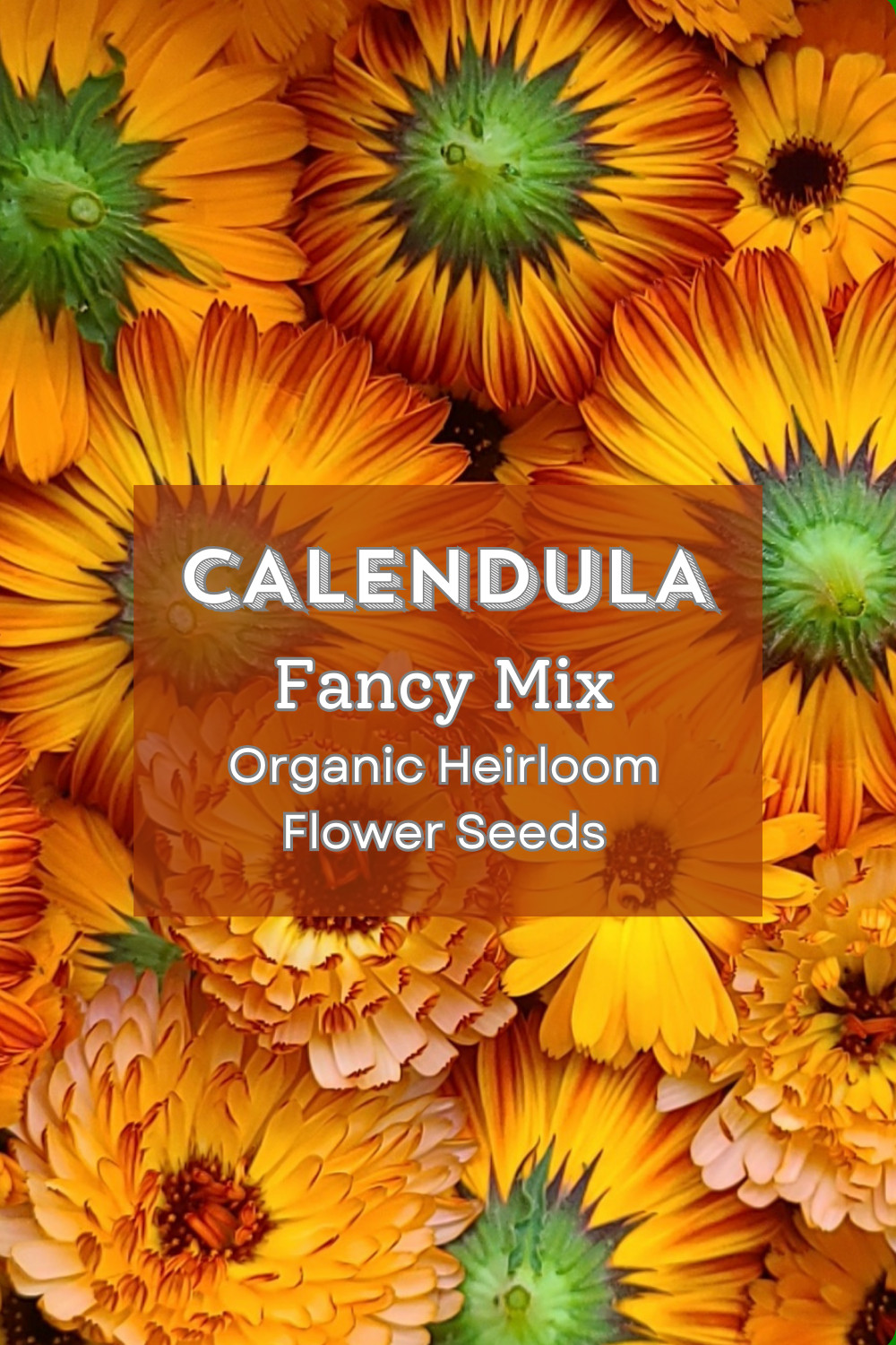 Organic *FANCY MIX* Heirloom Calendula Seeds 🌼🐝 Edible Flowers 🌼 Medicinal