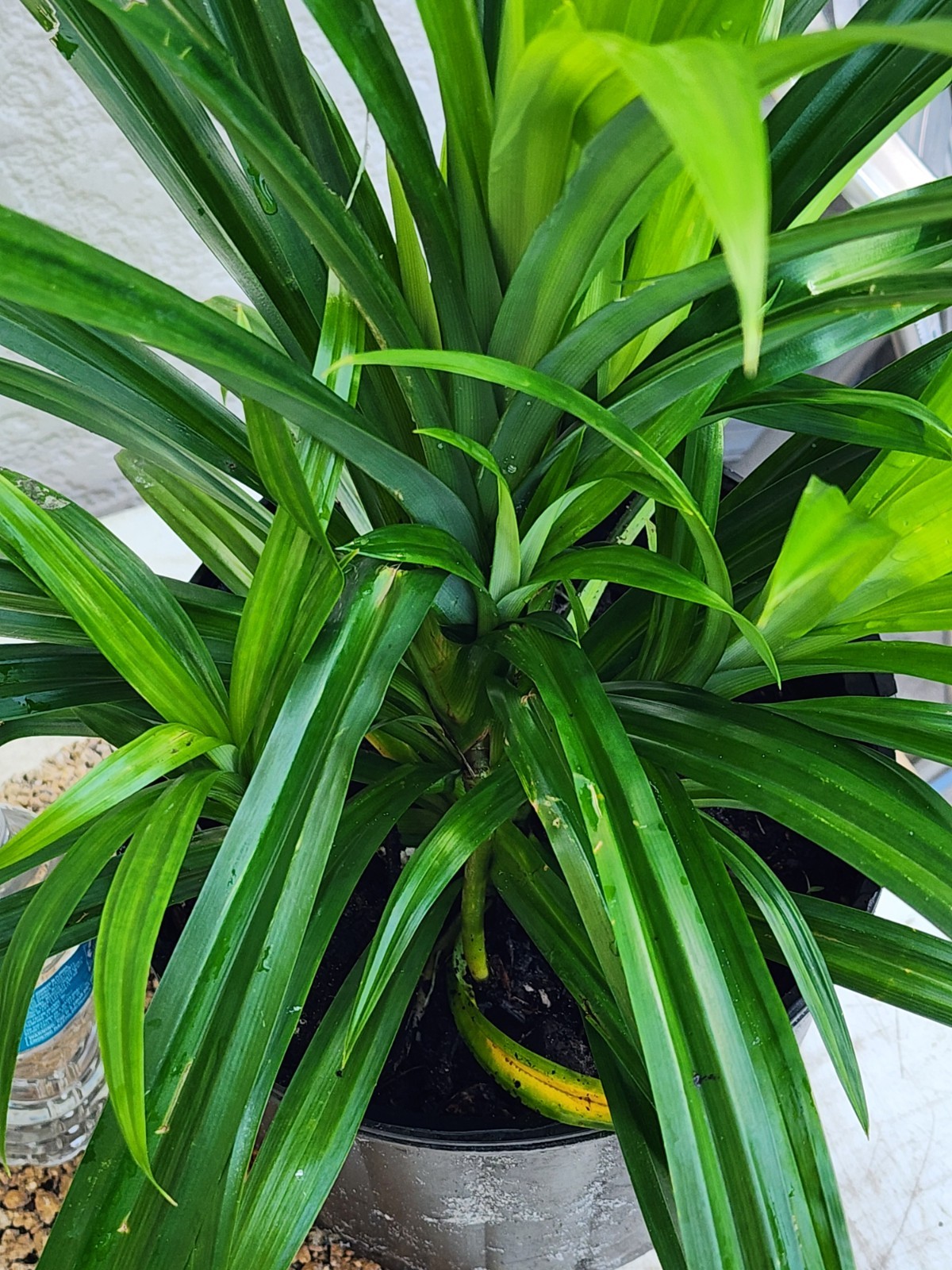 Pandan Leaf Plant 🌱 Lá Dứa / Vanilla Fragrant Herb 10”-17” Live Starter Organic