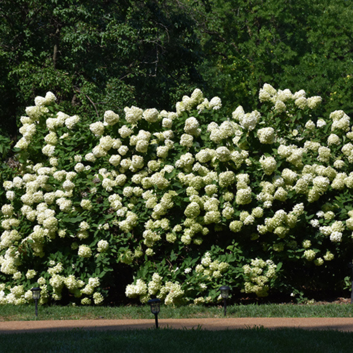 Limelight Hydrangea, Panicle Hydrangea, Cream Pink Flowers (1 Plant, 3.5 In Pot)