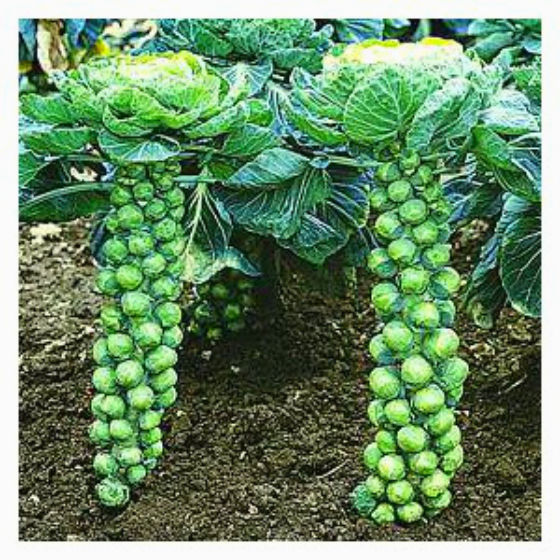 Long Island Brussel Sprouts! 30 SEEDS! VERY PRODUCTIVE COMB. S/H! SEE MY STORE!