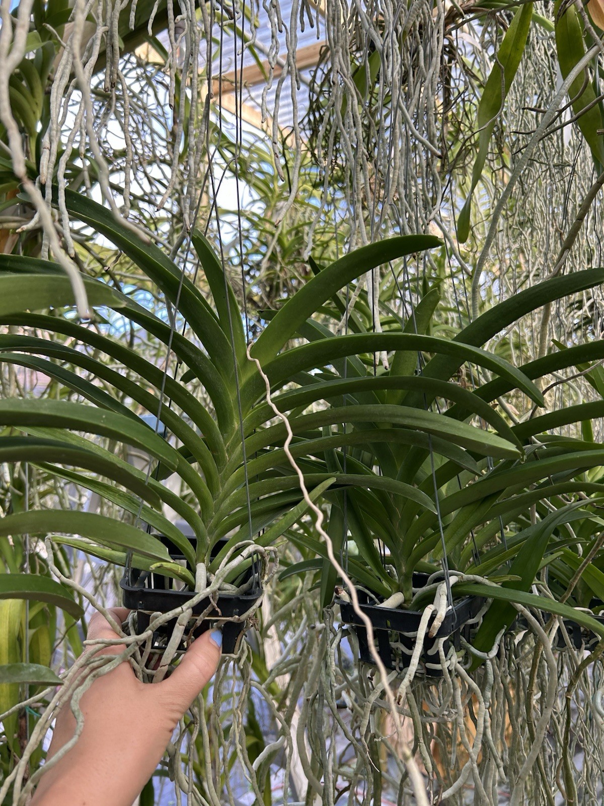 Vanda Suwannaphum Butterfly , Blooming Size Yellow Red Spotted Orchid