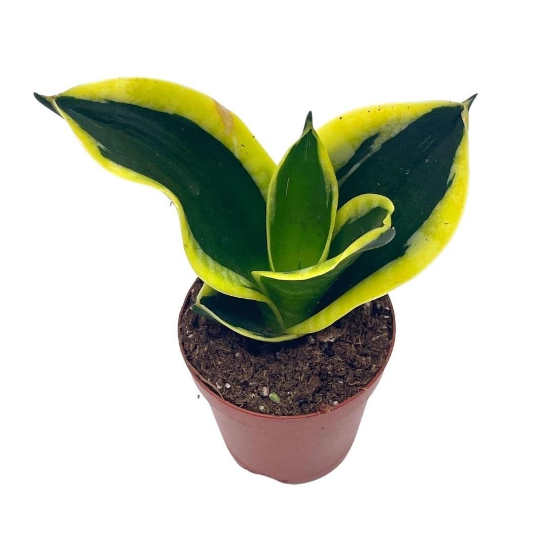 Black Gold Snakeplant, Green and Yellow Snake Plant, Variegated Sansevieria trif