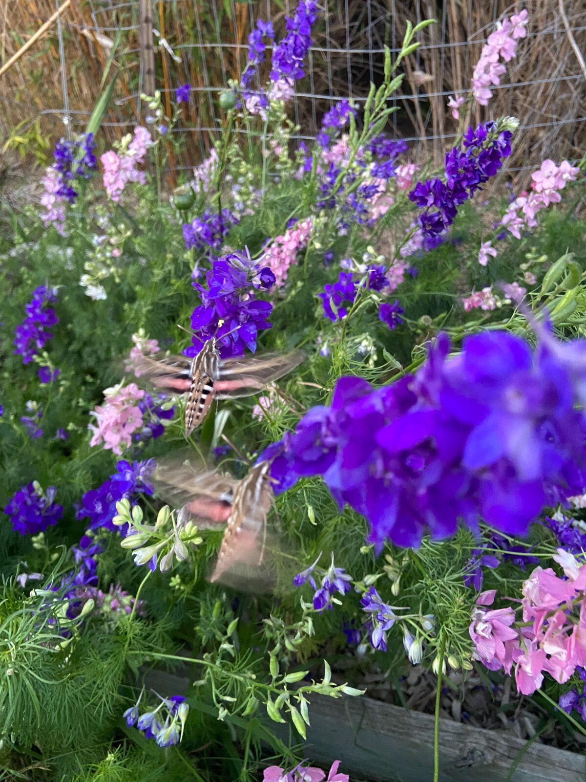 LARKSPUR SEEDS -50 Fresh Seeds – Mixed Colors – GORGEOUS Blooms!! FREE Shipping