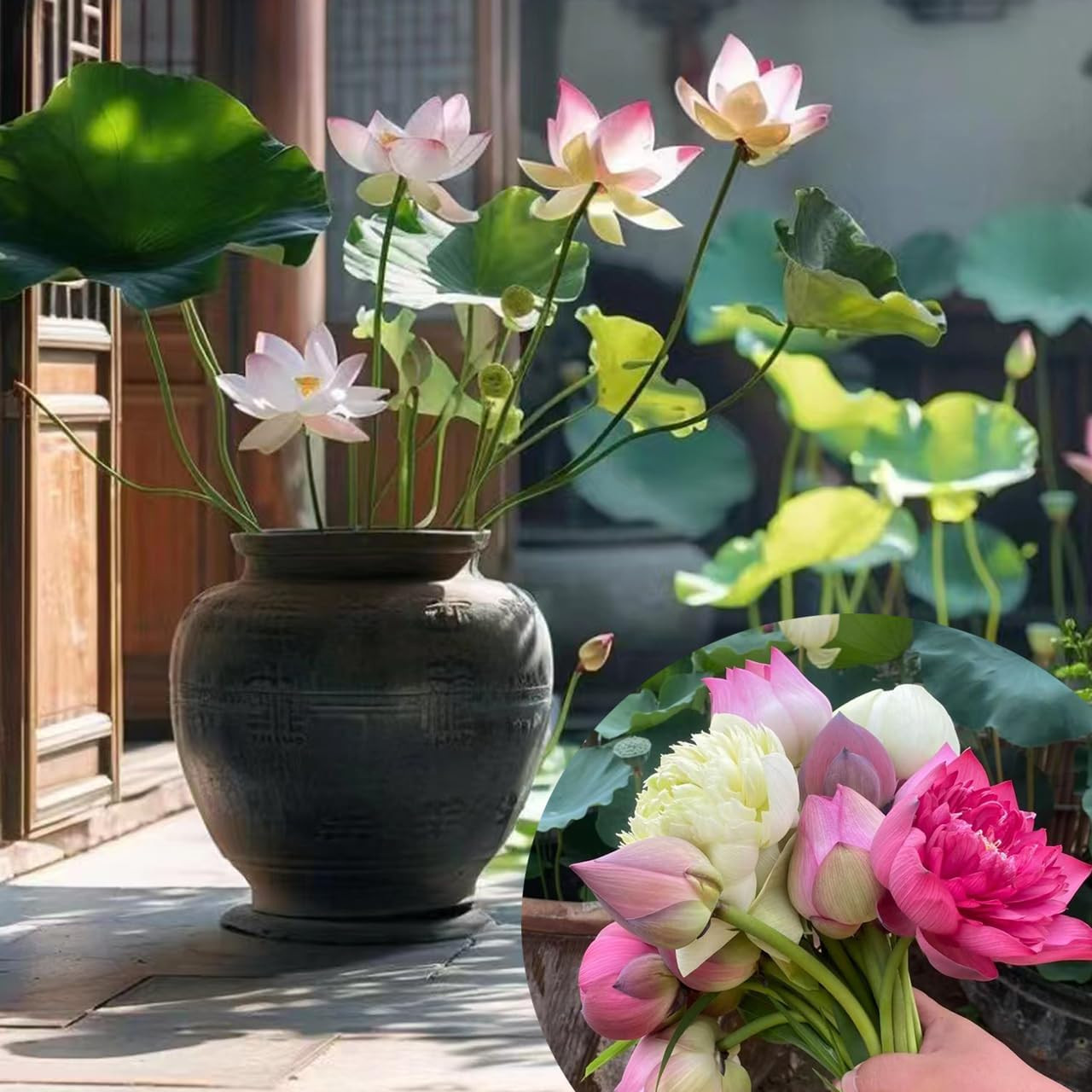 120Pcs Lotus Seeds for Planting in Water – Mixed Bowl Lotus Flower, Water Lily