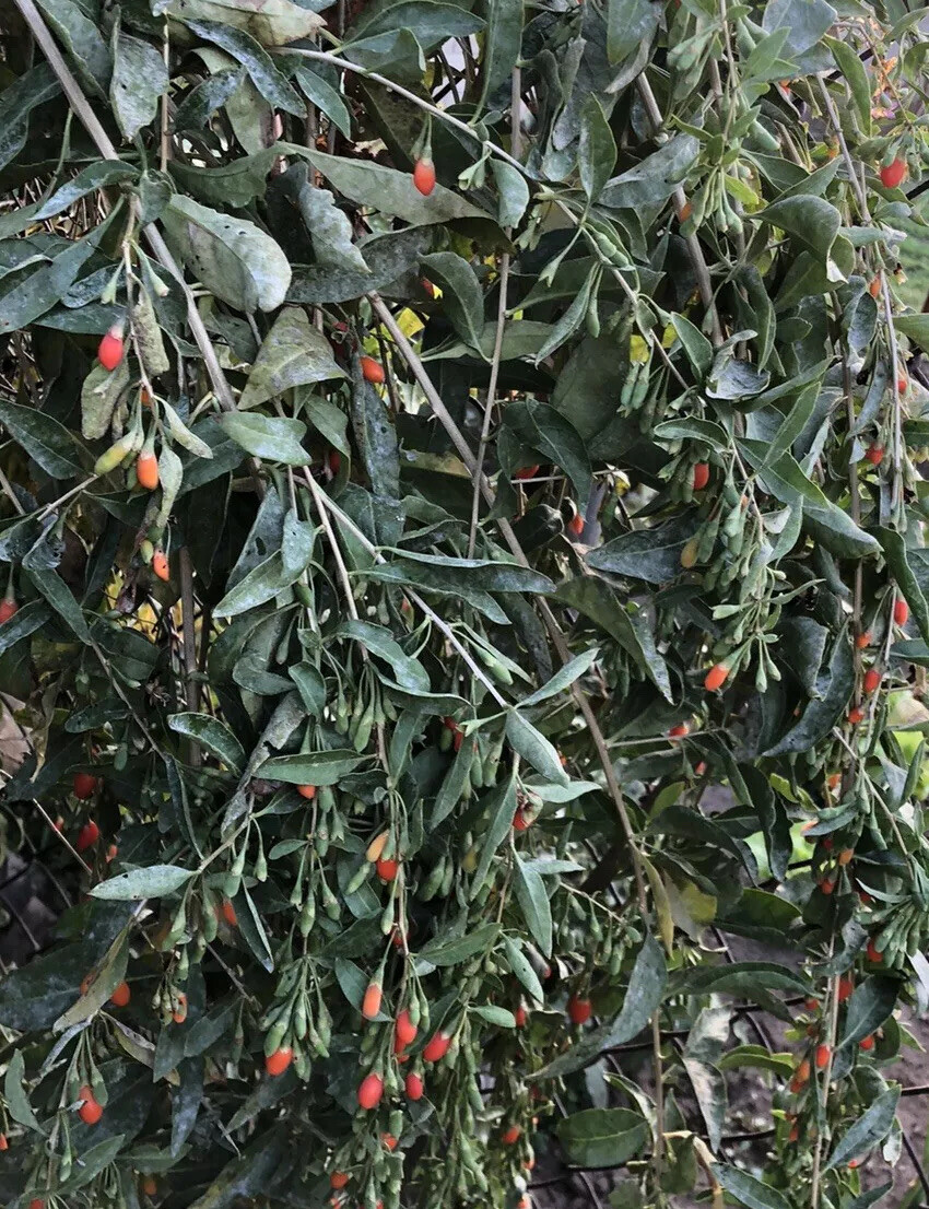 Rooted Goji Berry 2 Fresh Cutting Bare Root Live Plant Ready To Plant