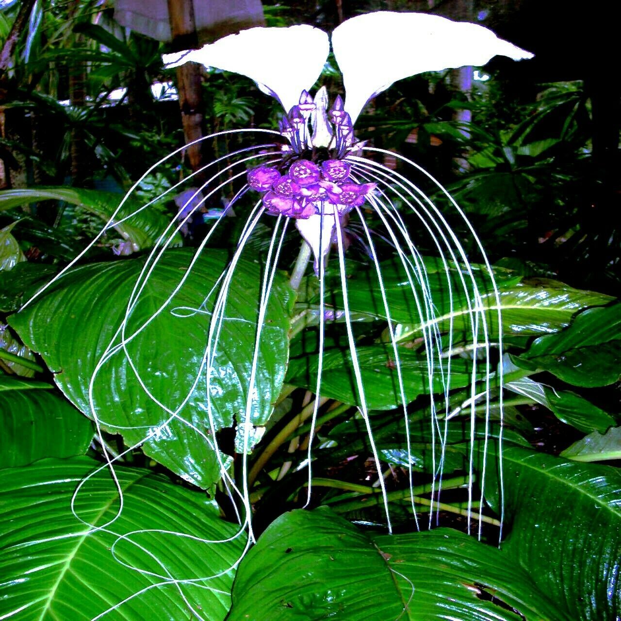 5 White Bat Orchid Flower Seeds (Tacca Integrifolia) Exotic Tropical Houseplant