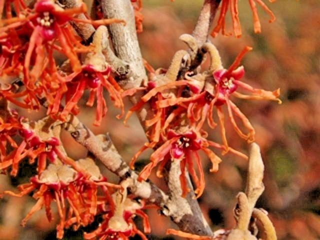 10 RED IMP WITCH HAZEL SEEDS – Hamamelis vernalis