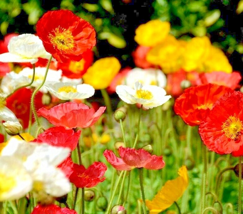 2000+CORN Field POPPY MIX Flower Seeds Wildflower Garden Container Fast Easy