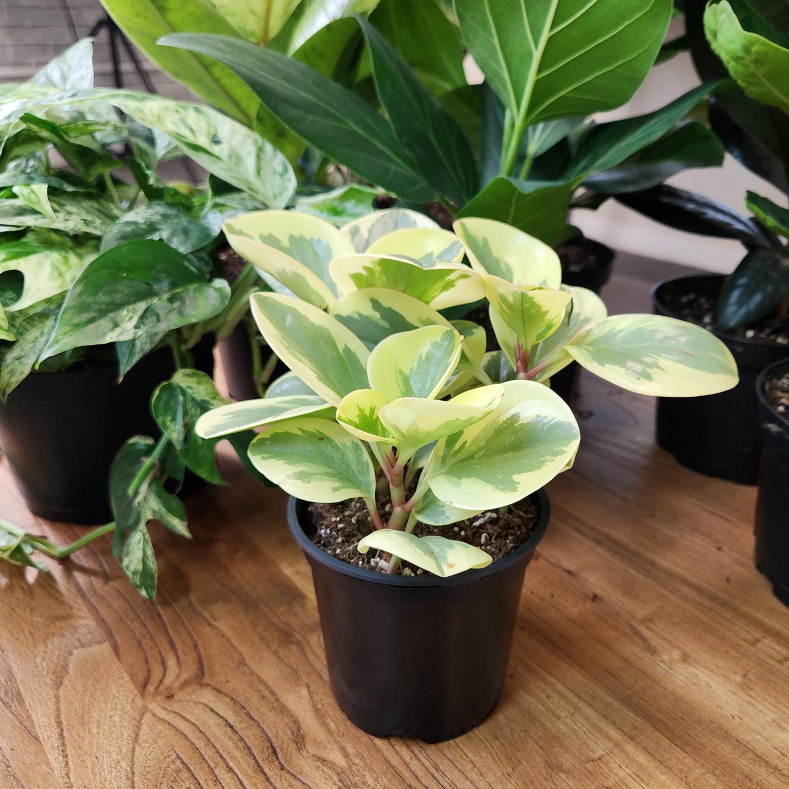 Altman Plants Deluxe Houseplants 3 Pack Assorted Popular Live Indoor Plant