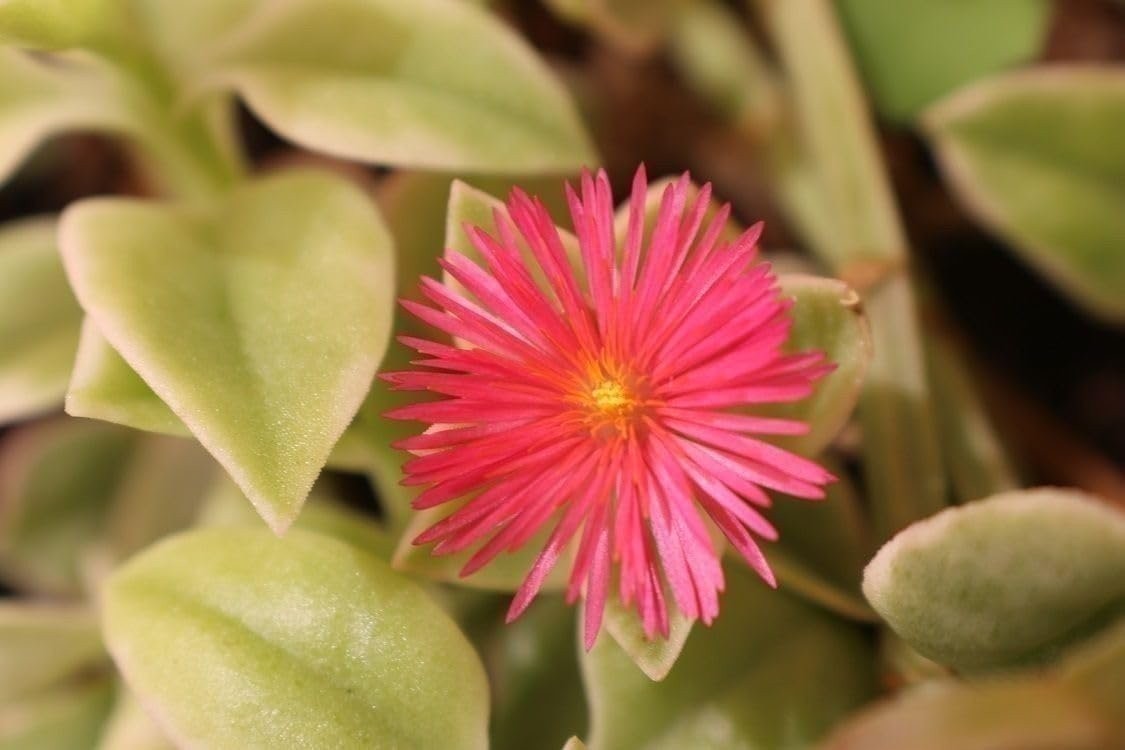 Variegated Baby Sun Rose | Live Plants | Aptenia Cordifolia Variegata | Easy…