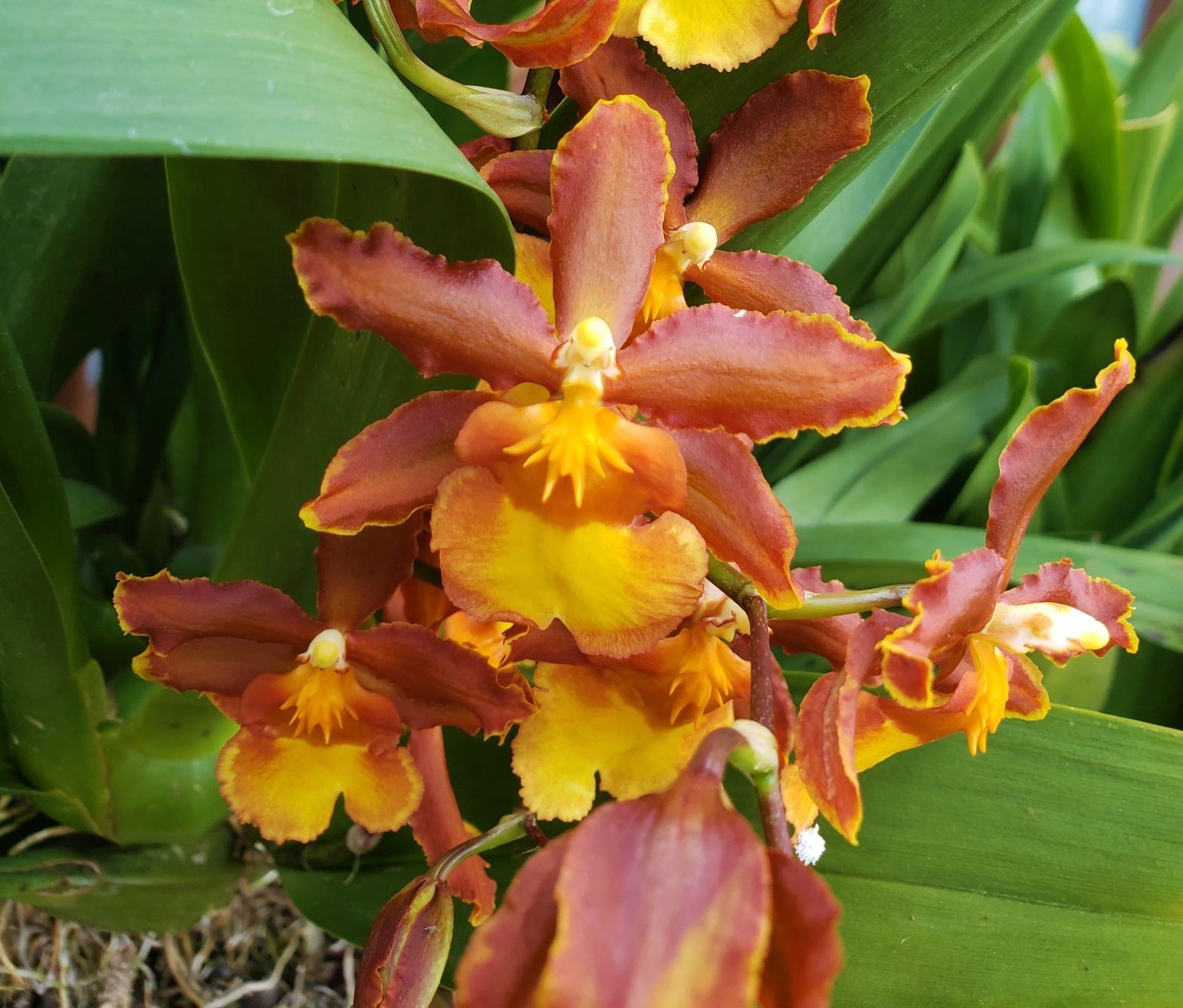 The Catatante ‘Sun King’ Orchid – Beautiful colorful blooms – Easy to grow !