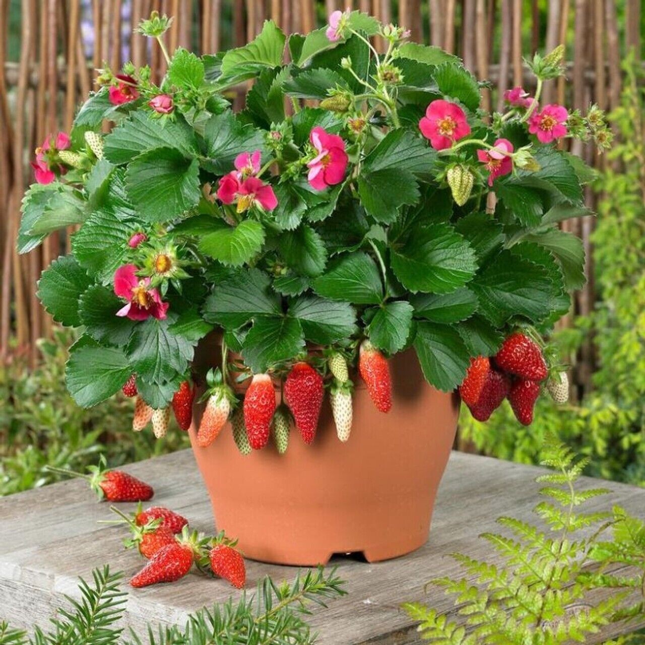 50 Dwarf Bonsai Strawberry Seeds Mini Planter Bush Tree.