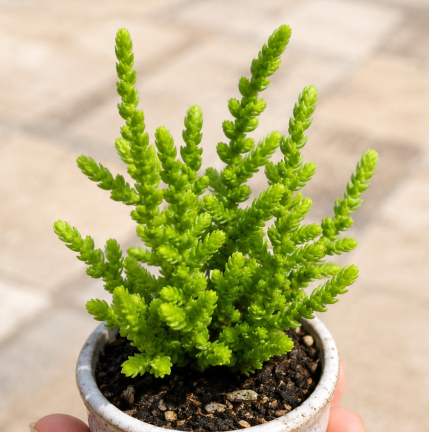 Rare Succulent Crassula Muscosa Watch Chain Fully Rooted Live Plant 3-4 Inches