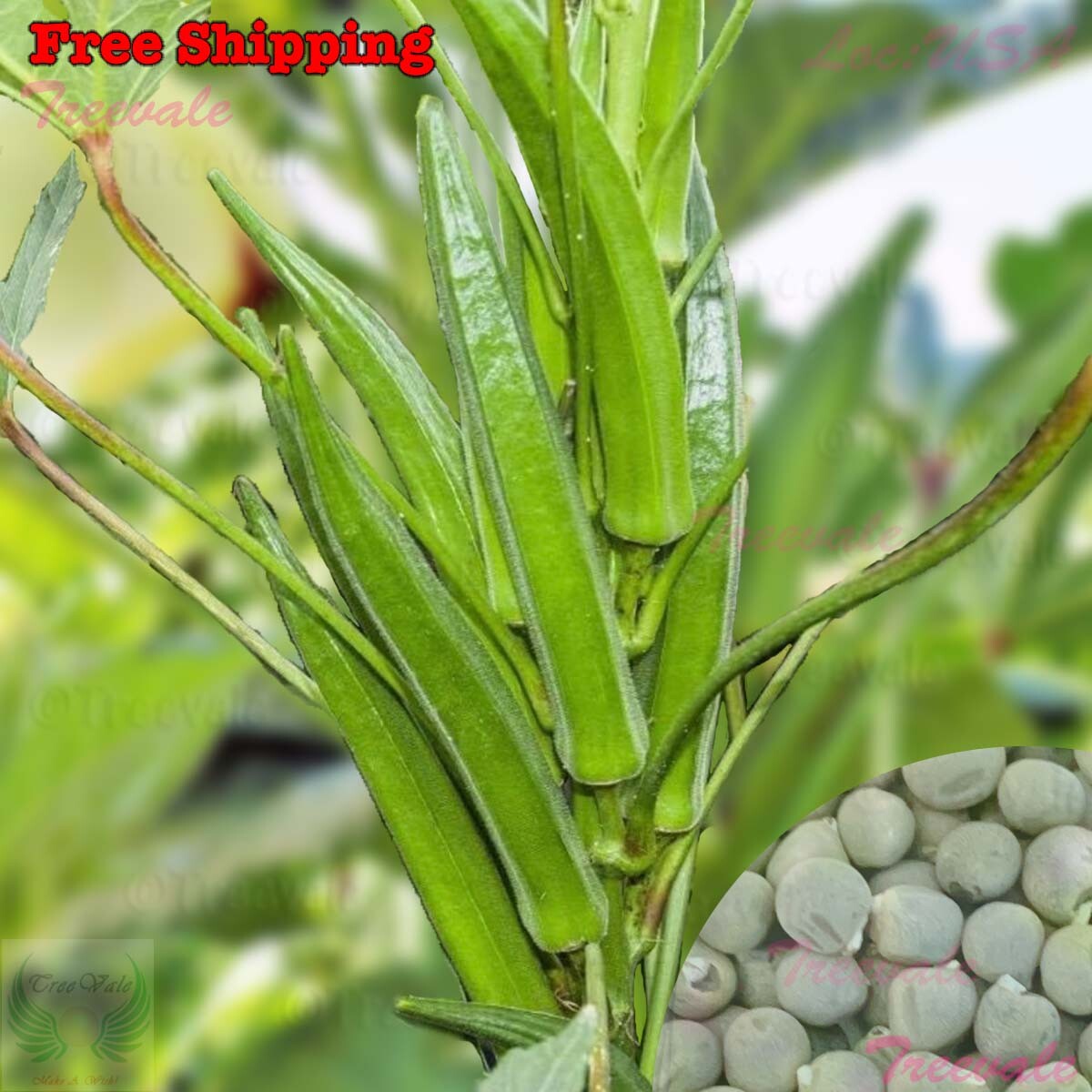 Clemson Okra SEEDS | Clemson Spineless Okra SEEDS | NON-GMO