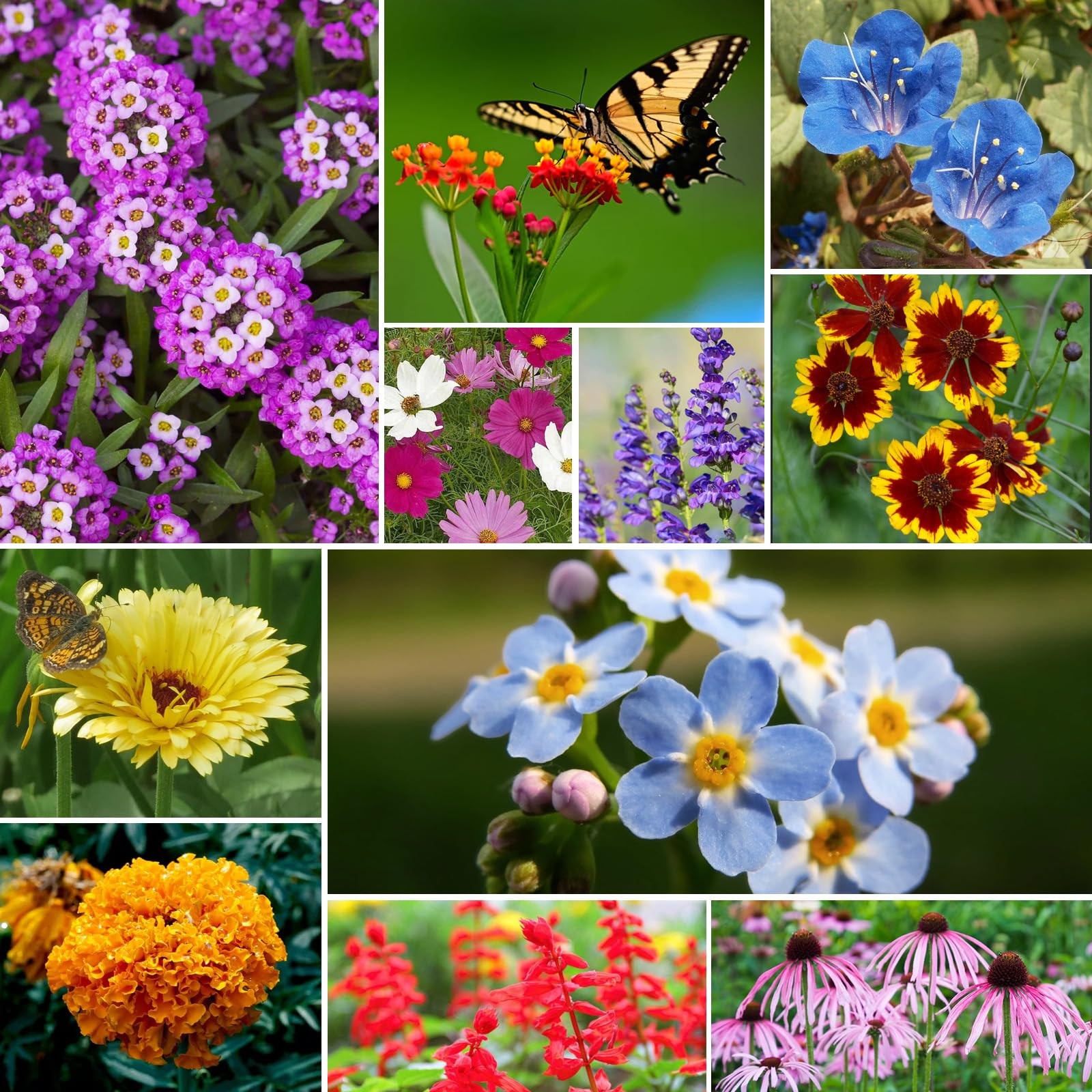 Wildflower Seeds Bulk, 4 Ounce, 200,000+ Seeds, 26 Varieties Annual & Flower …