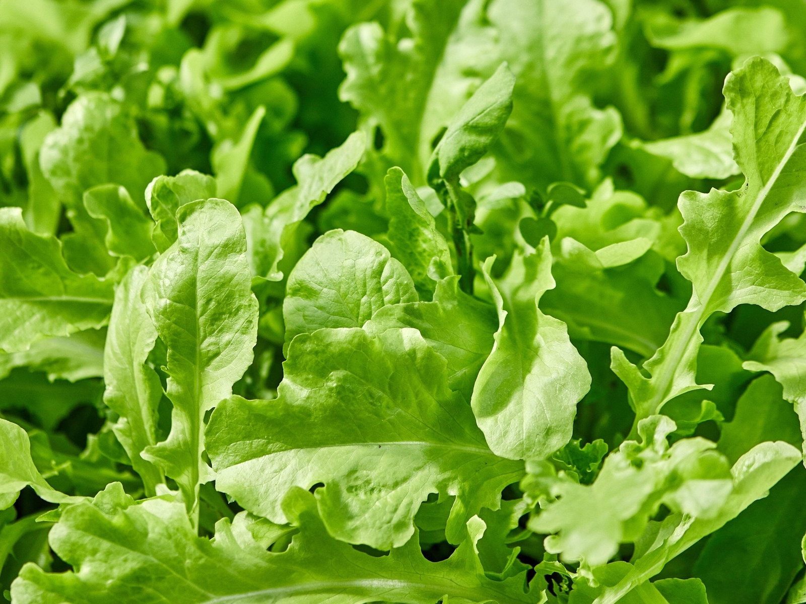 2000 ROQUETTE ARUGULA Rocket / Rucola / Rugula Eruca Vegetable Herb Seeds
