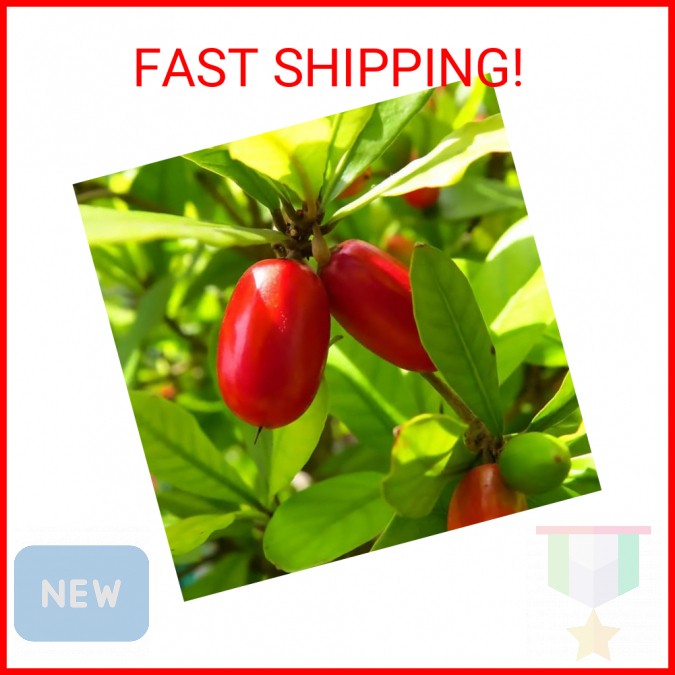 Miracle Berry Seeds – 35 Count – Fresh Synsepalum dulcificum Tropical Fruit Seed