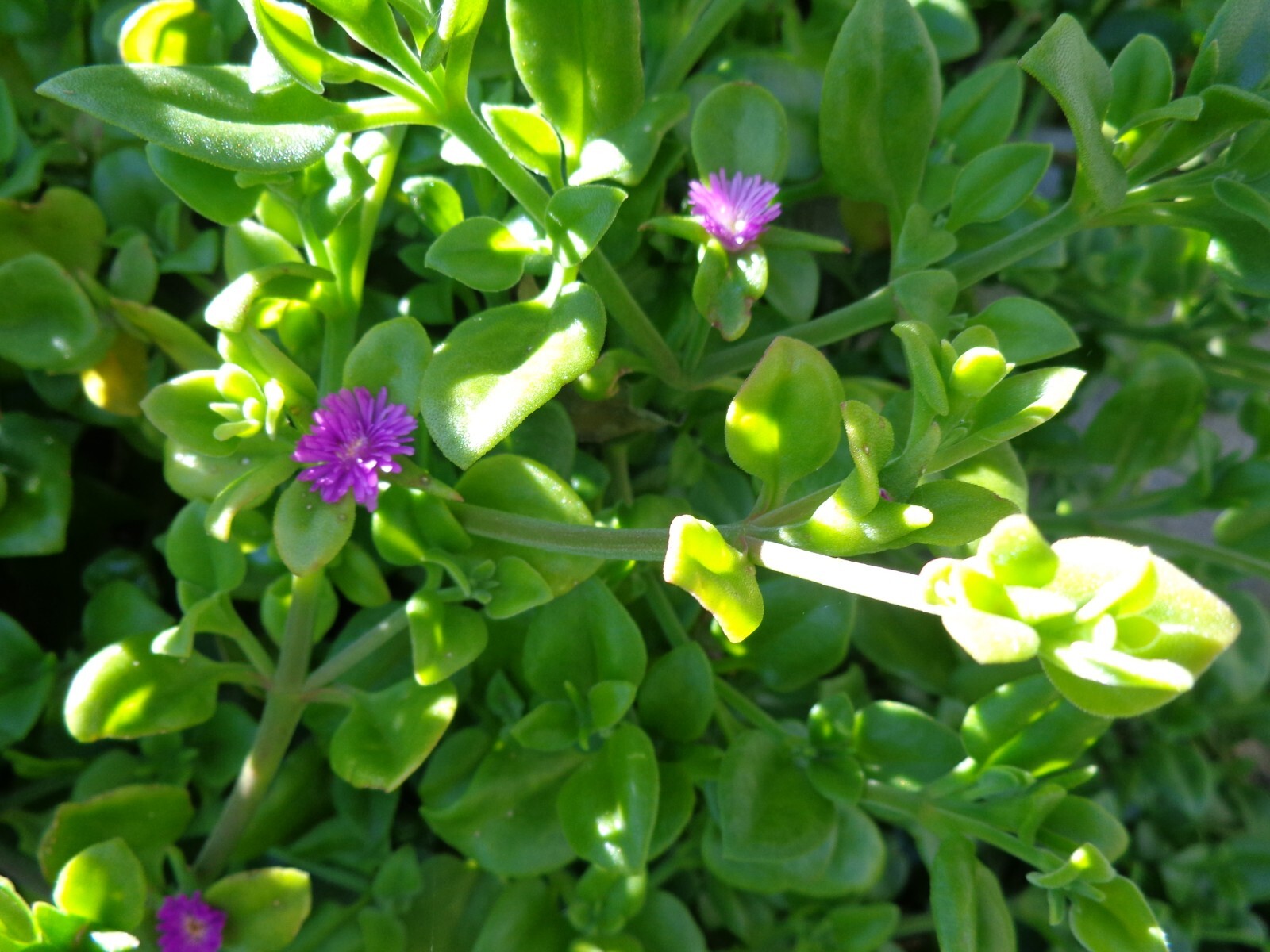 10 Cuttings Aptenia cordifolia Purple/Pink Apple Ice Plant’ ‘Baby Sun Rose’ 4″-7