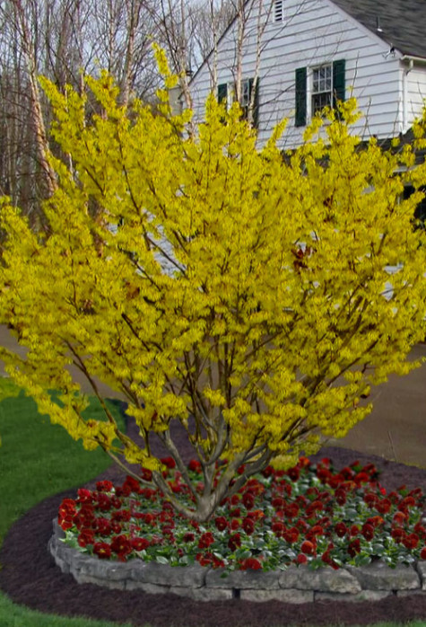 Live Witchhazel Plant, Hamamelis virginiana, 8” Tall, 4” Pot, Deciduous Shrub