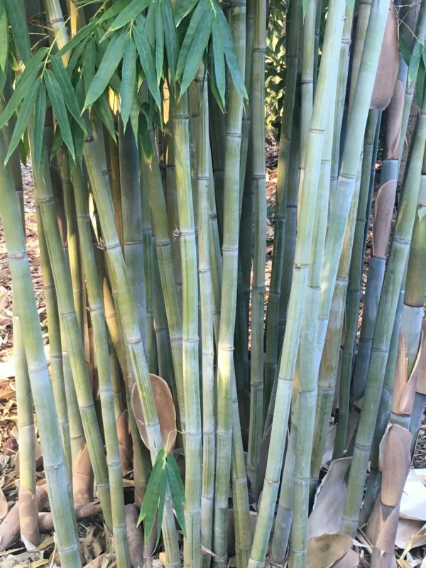 Angel Mist “The Ghost” Bamboo-Dendrocalamus 1 Gallon Plant – 4+ Feet Tall Now