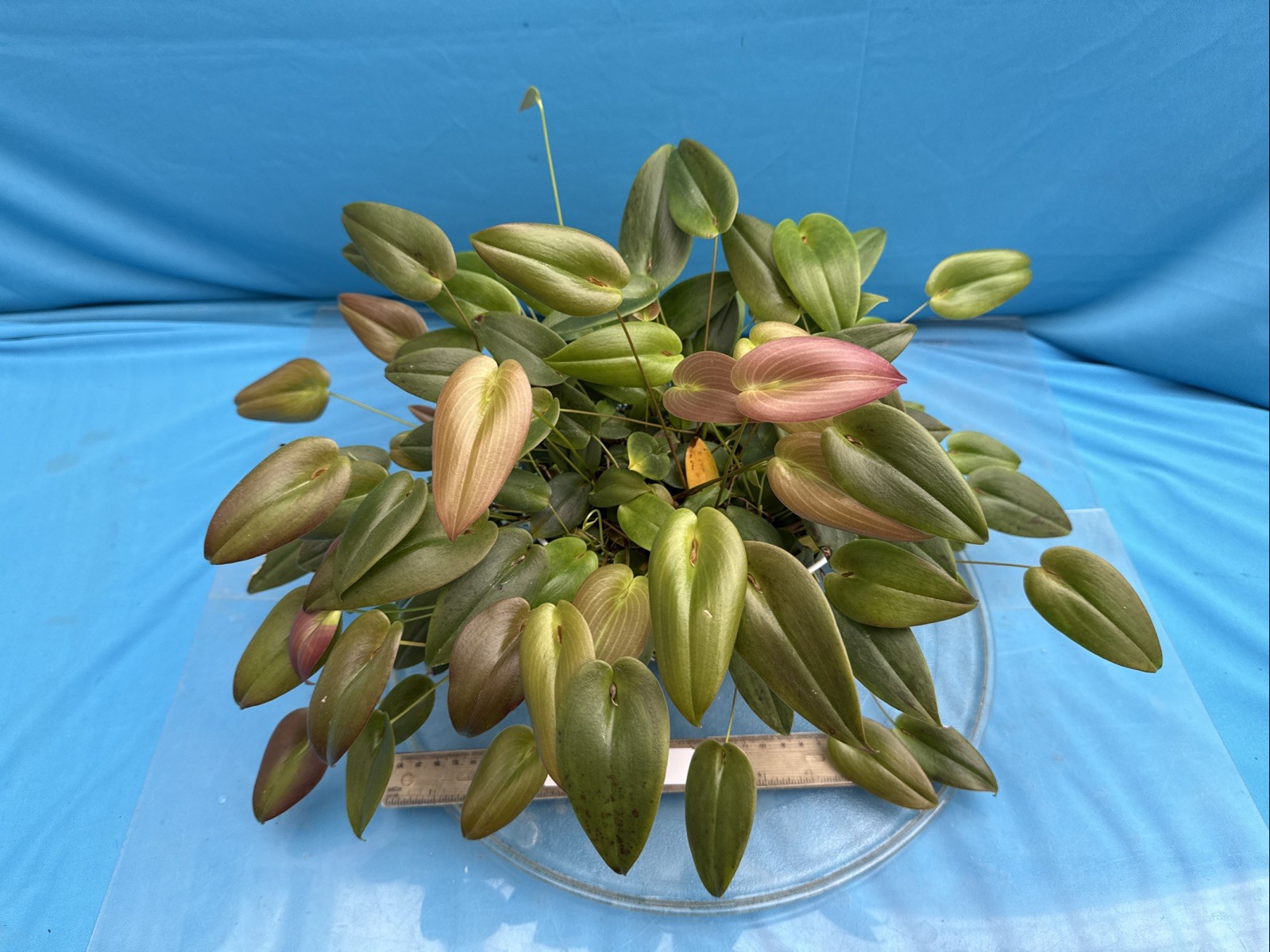 Pleurothallis palliolata Clamshell Orchid Species Cool Grower 9” Basket