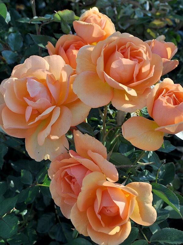 South Africa Rose Plant 1.5 Gal Potted Fragrant Apricot Orange Flowers, Own Root