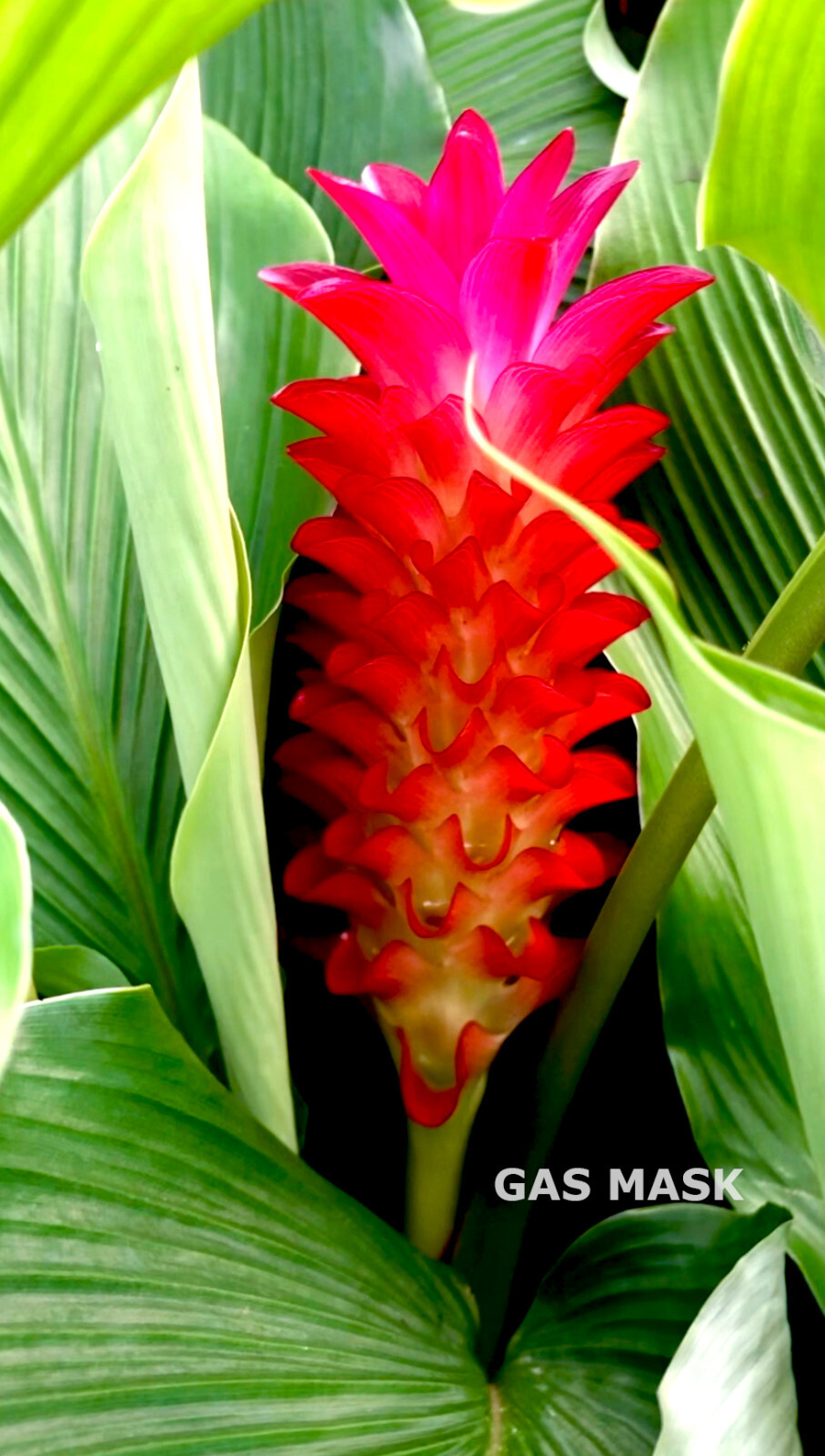 Rainbow Ginger Rhizome (Curcuma), Live Plant, Rainbow Bloom & Lush Green Leaves