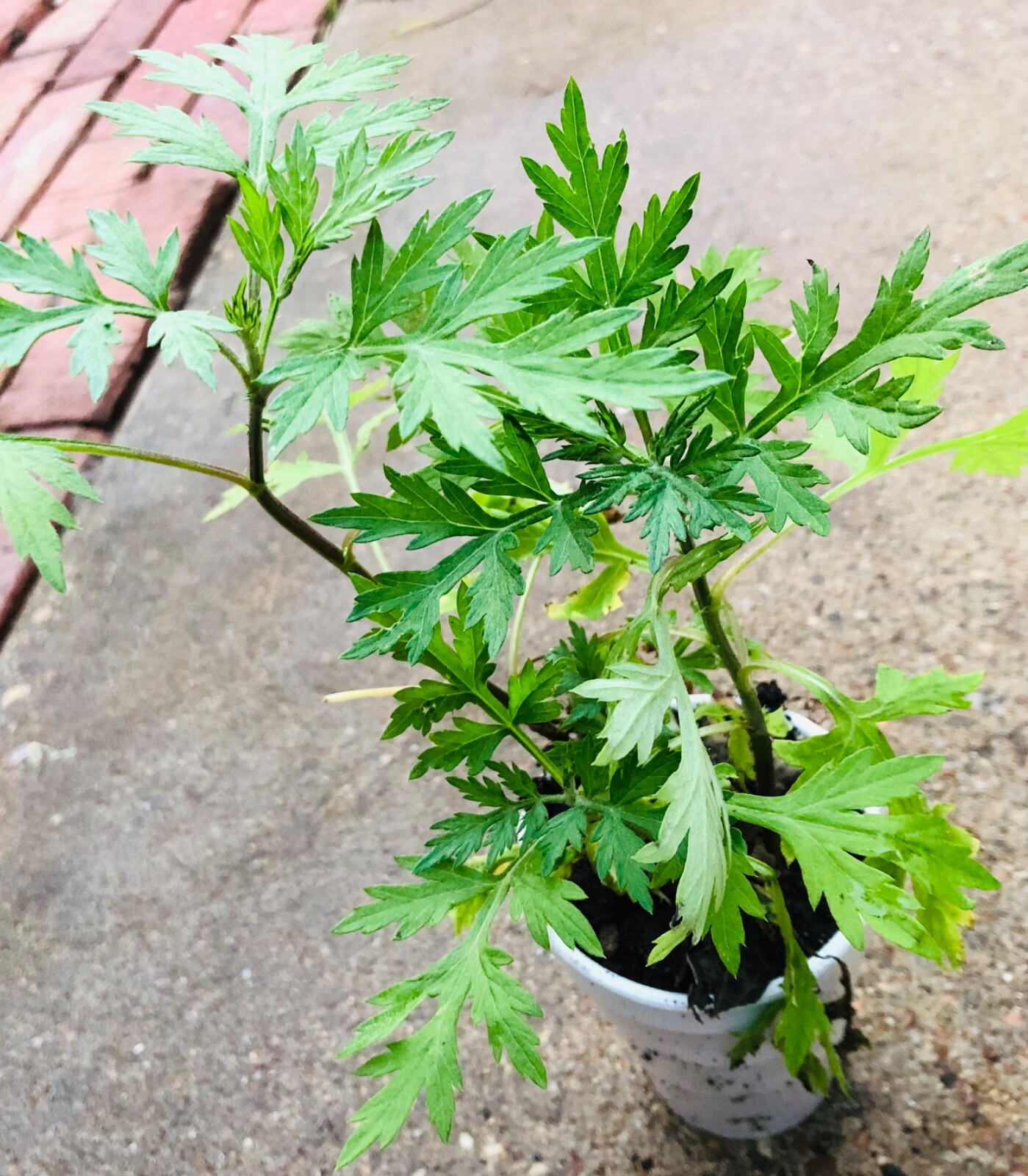 4-5PCS ORGANIC Artemisia absinthum WORMWOOD LIVE PLANT Medicinal, Ajenjo 6″-10″