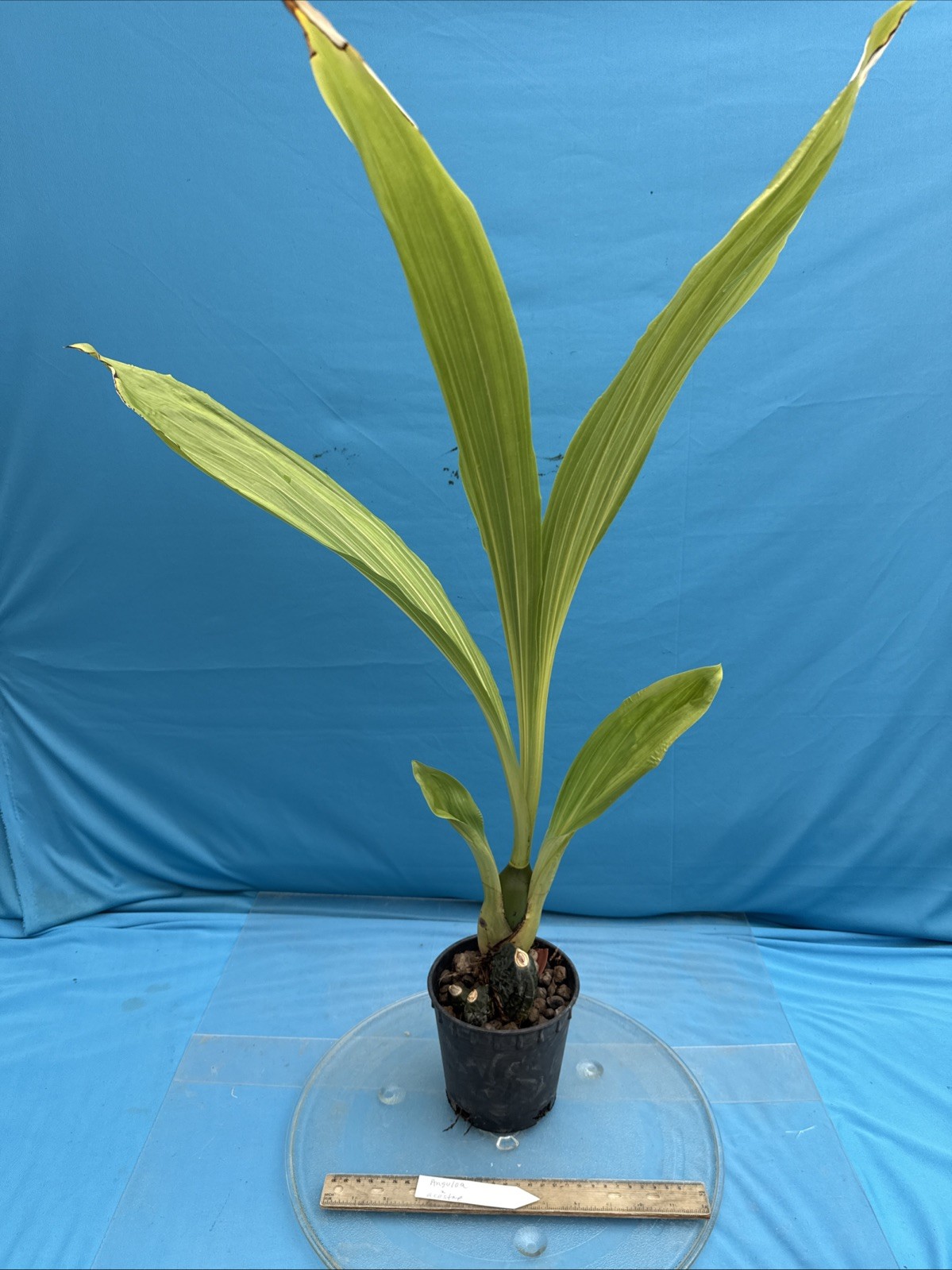 Anguloa X acostae Pink White Fragrant BS Orchid Hybrid 5.5” Pt Mature New Growth