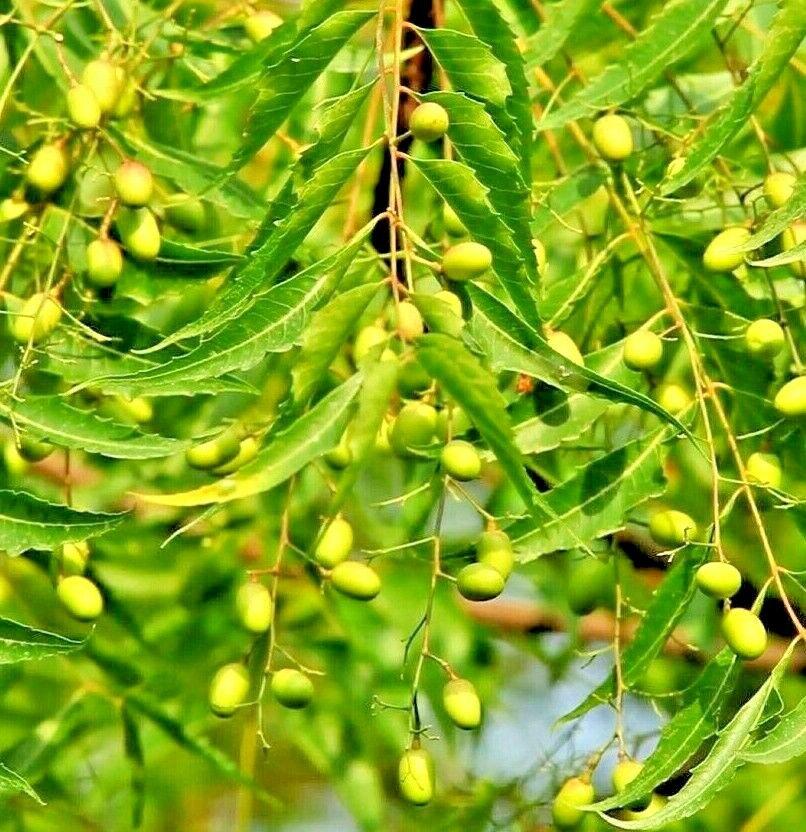 💕Rare Neem Tree Plant & seeds Azadirachta indica Non GMA in Pot Grown seed NS25