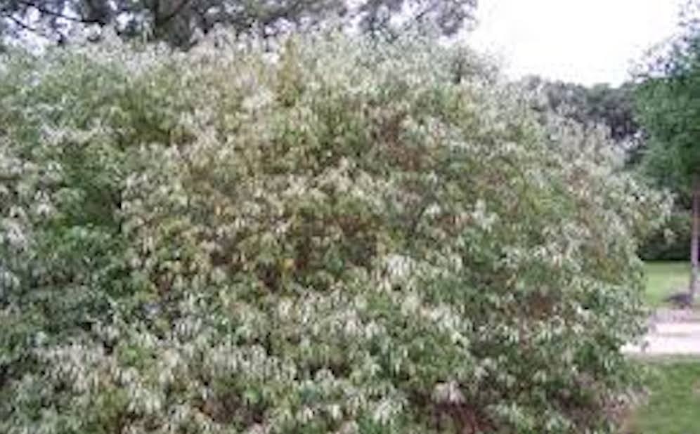 1 Silky Dogwood Tree 12-24″ Tall Bare Root Cornus amomum