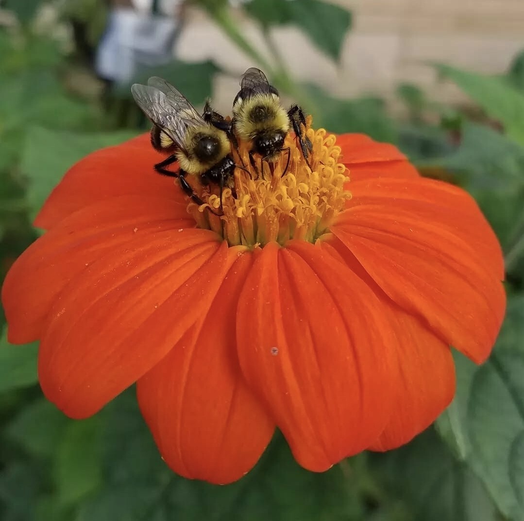 Mexican Torch Sunflower Seeds 15 Organic Seeds *Free Shipping*