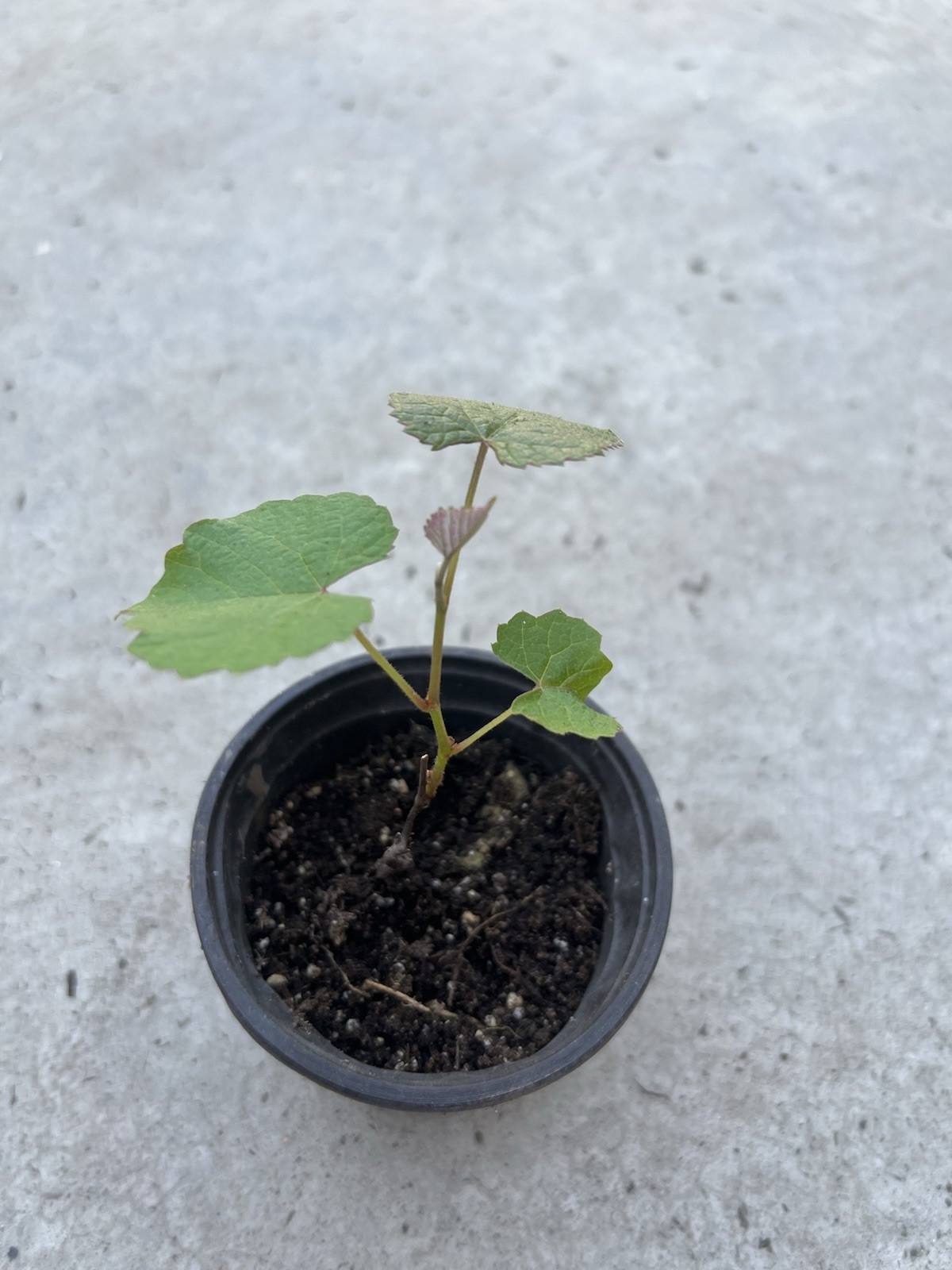 Kyoho Grape 7” With Pot Seedling Live Plant Ready To Plant