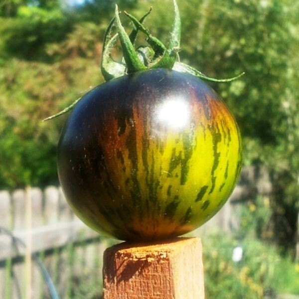 120+ GREEN ZEBRA TOMATO SEEDS – HEIRLOOM – NON GMO – ORGANIC ————- FRESH