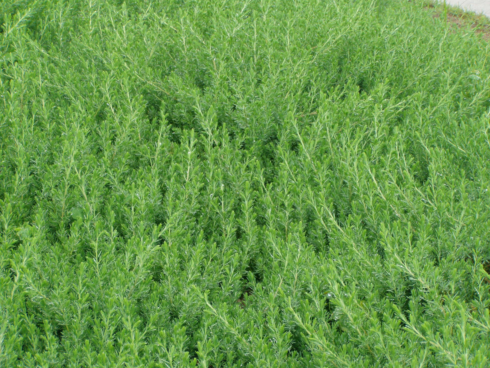 Juniper ‘Blue Pacific’ 60 Plants in 3-1/2 inch Pots